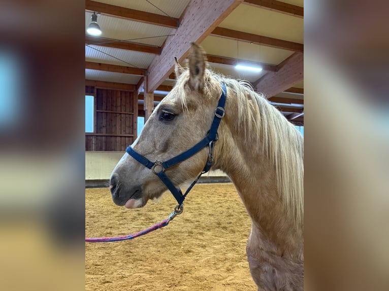 Leonhard Étalon 2 Ans 153 cm Palomino in Grabenstätt
