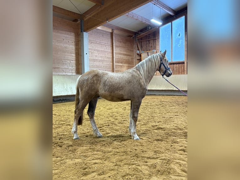 Leonhard Étalon 2 Ans 153 cm Palomino in Grabenstätt