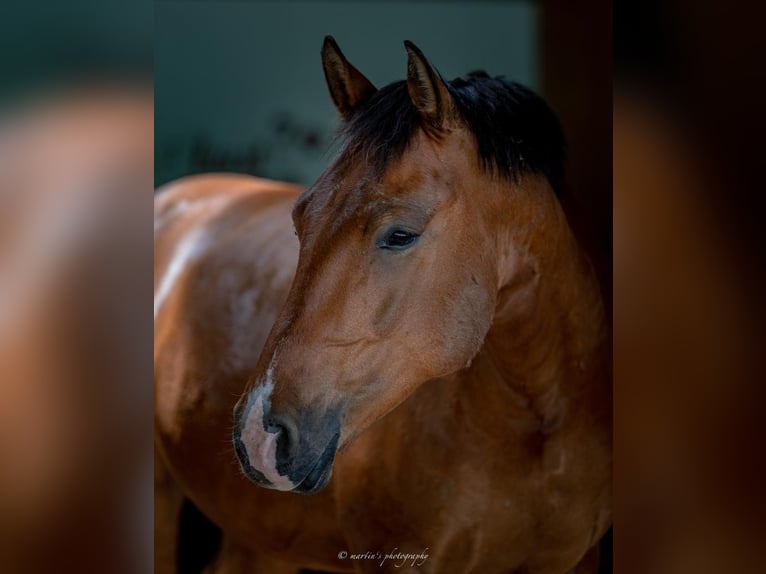 Leonhard Gelding 10 years 15.2 hh Brown in Großgmain