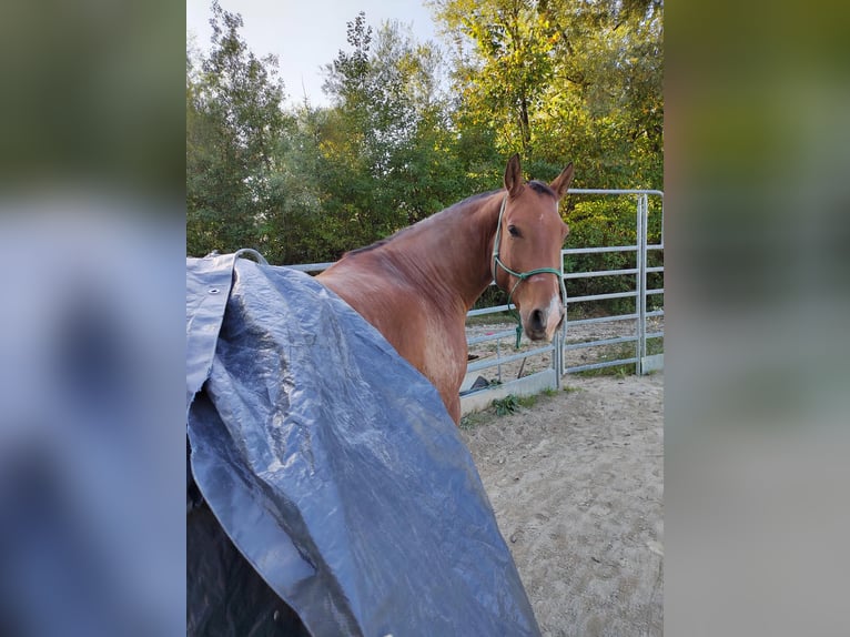 Leonhard Gelding 10 years 15.2 hh Brown in Großgmain