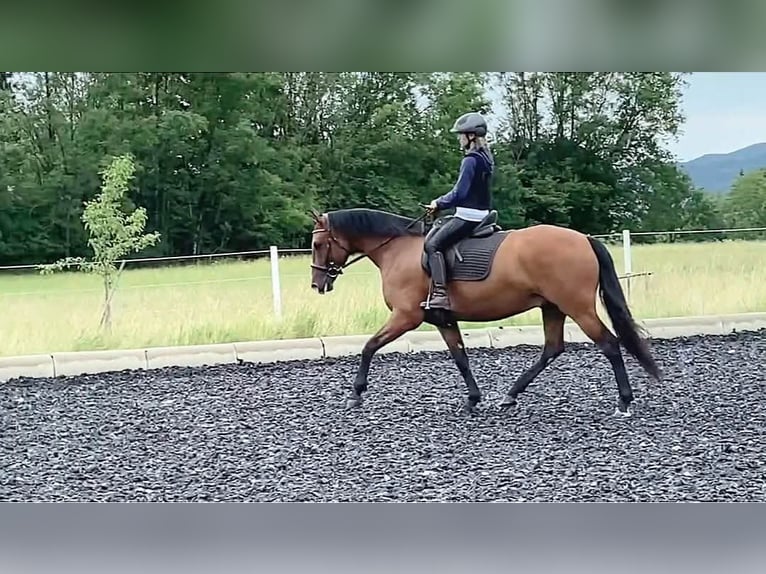Leonhard Gelding 10 years 15.2 hh Brown in Großgmain