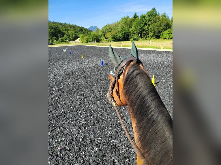 Leonhard Gelding 10 years 15.2 hh Brown in Großgmain