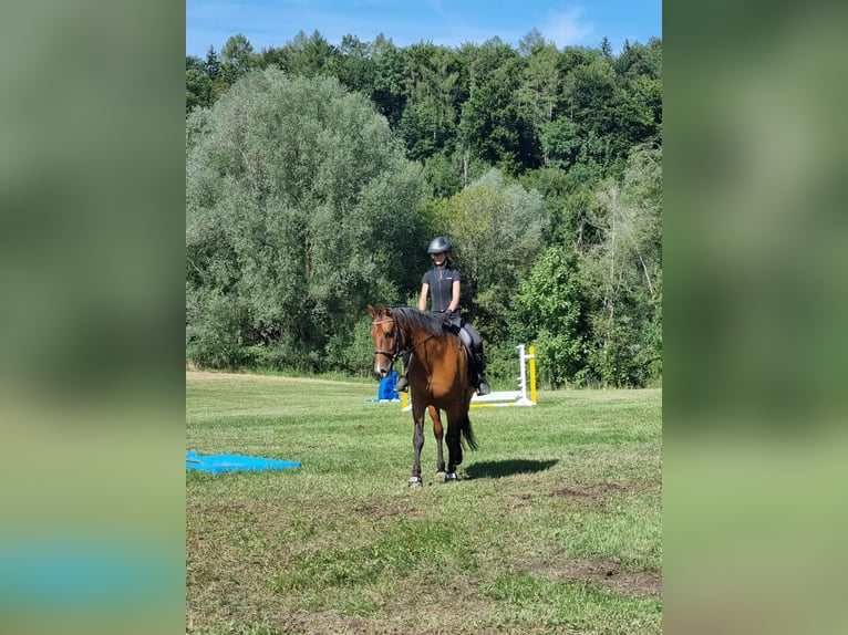 Leonhard Gelding 10 years 15.2 hh Brown in Großgmain