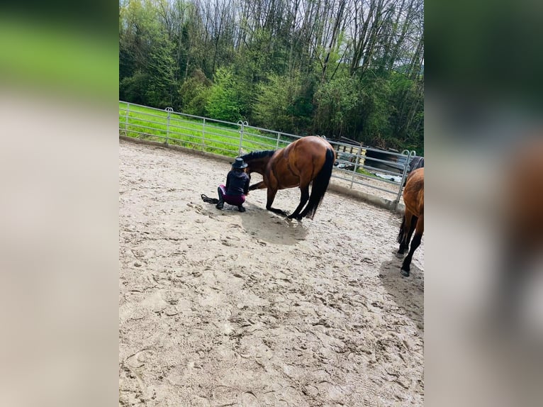 Leonhard Gelding 10 years 15,2 hh Brown in Großgmain