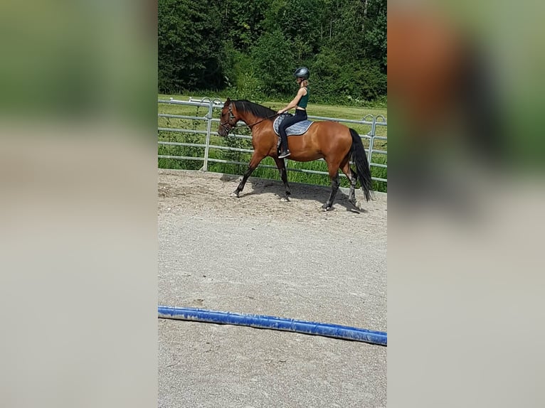 Leonhard Gelding 10 years 15,2 hh Brown in Großgmain