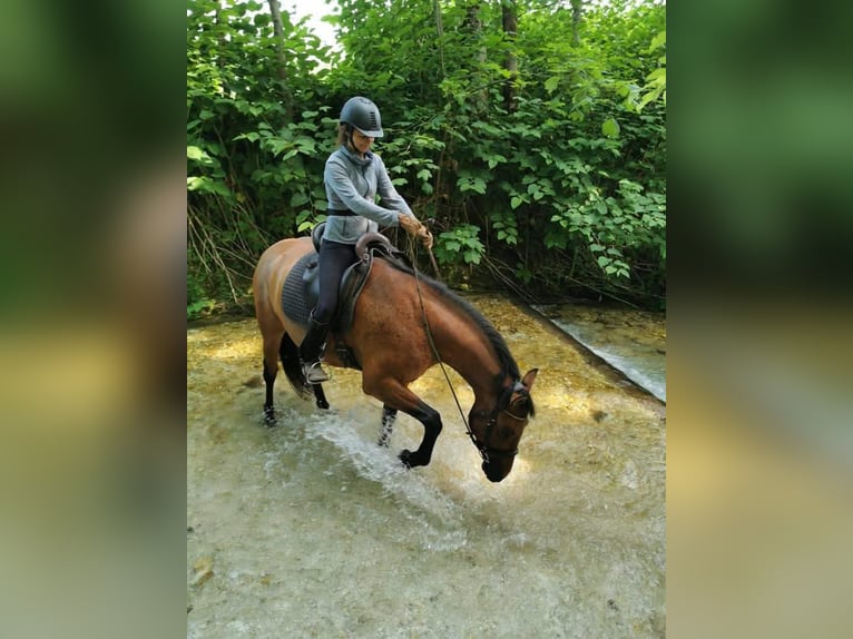 Leonhard Gelding 10 years 15,2 hh Brown in Großgmain