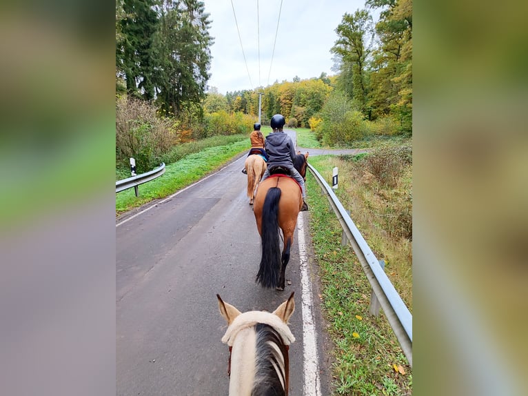 Leonhard Gelding 11 years 15,1 hh Dun in Hundsbach