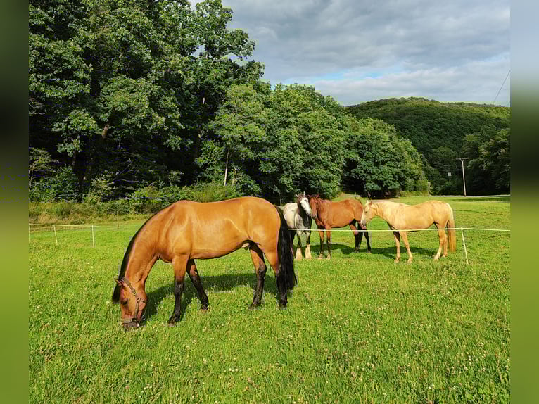 Leonhard Gelding 11 years 15,1 hh Dun in Hundsbach