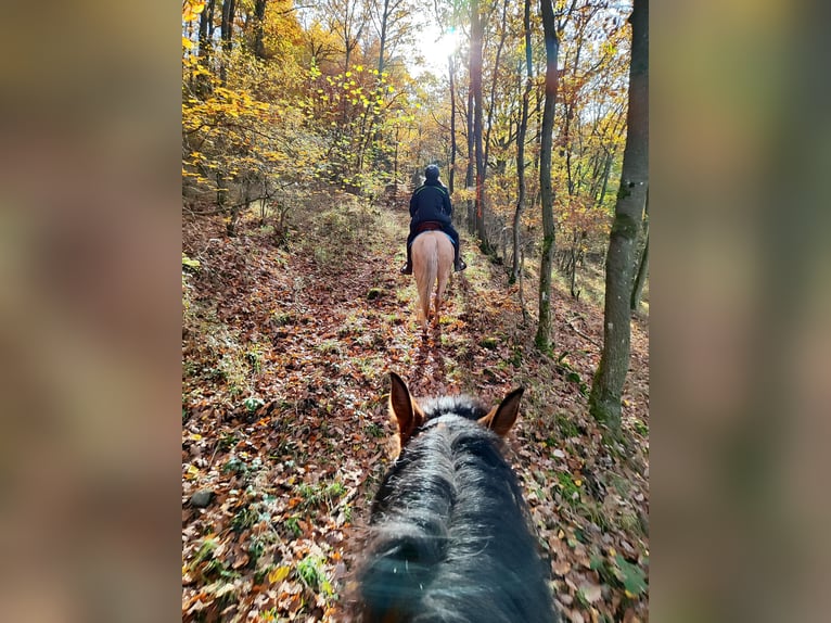 Leonhard Gelding 11 years 15,1 hh Dun in Hundsbach