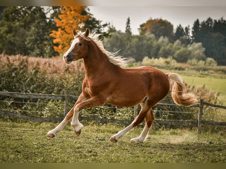Leonhard Gelding 2 years 14.1 hh Chestnut-Red in Grabenstätt