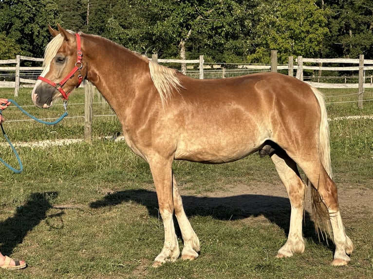 Leonhard Gelding 2 years 14.2 hh Chestnut-Red in Grabenstätt