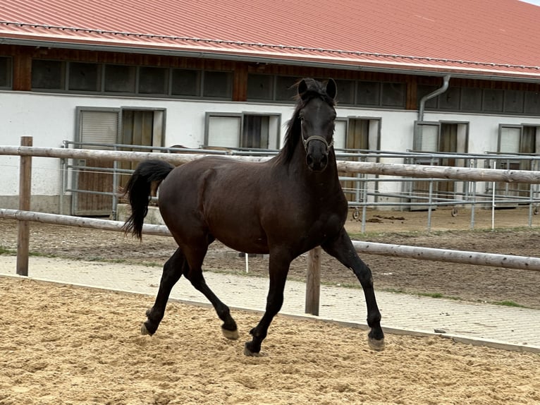 Leonhard Gelding 3 years 14,2 hh Black in Grabenstätt