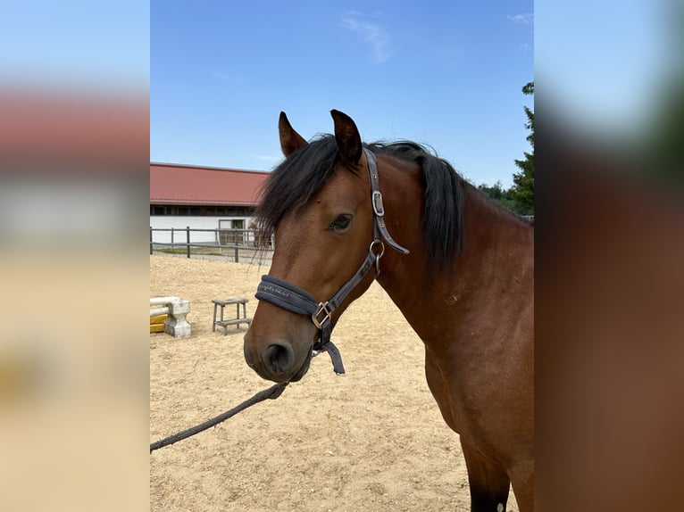 Leonhard Gelding 3 years 14,1 hh Brown in Grabenst&#xE4;tt