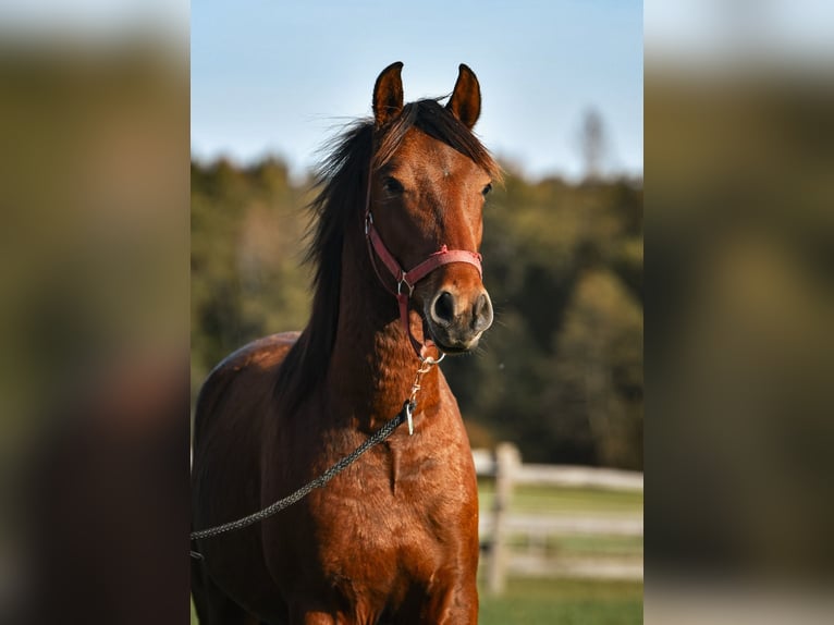Leonhard Gelding 3 years 14,1 hh Brown in Grabenstätt