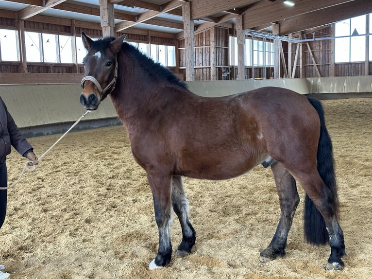 Leonhard Gelding 4 years 14.1 hh Brown in Grabenstätt
