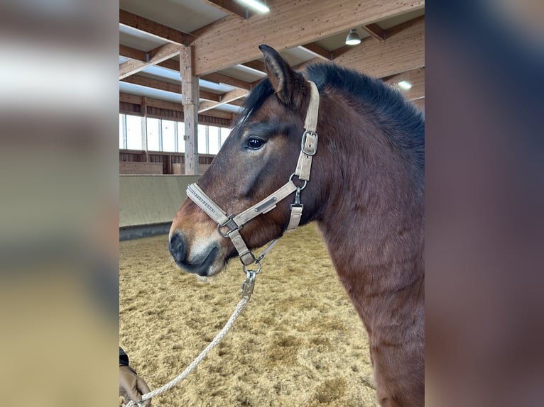 Leonhard Gelding 4 years 14.1 hh Brown in Grabenstätt