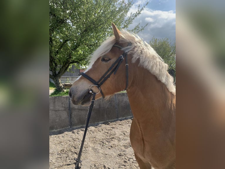 Leonhard Gelding 6 years 14,2 hh Chestnut-Red in Traunstein