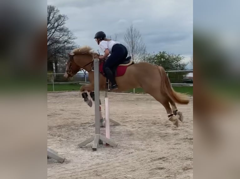Leonhard Gelding 6 years 14,2 hh Chestnut-Red in Traunstein