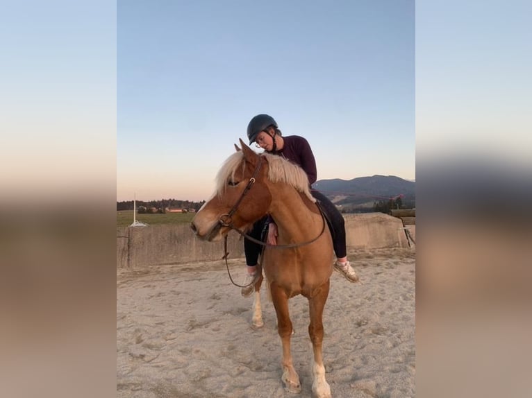 Leonhard Gelding 6 years 14,2 hh Chestnut-Red in Traunstein