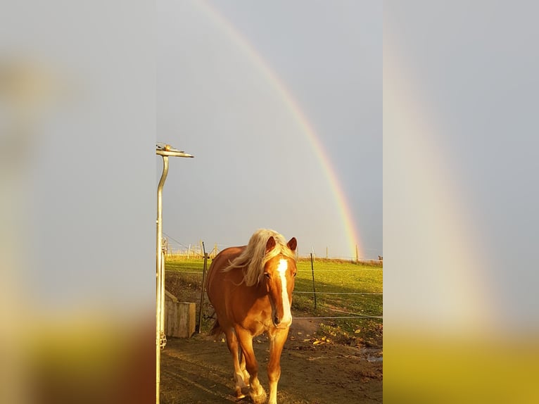 Leonhard Gelding 7 years 14,2 hh Chestnut-Red in Lettweiler