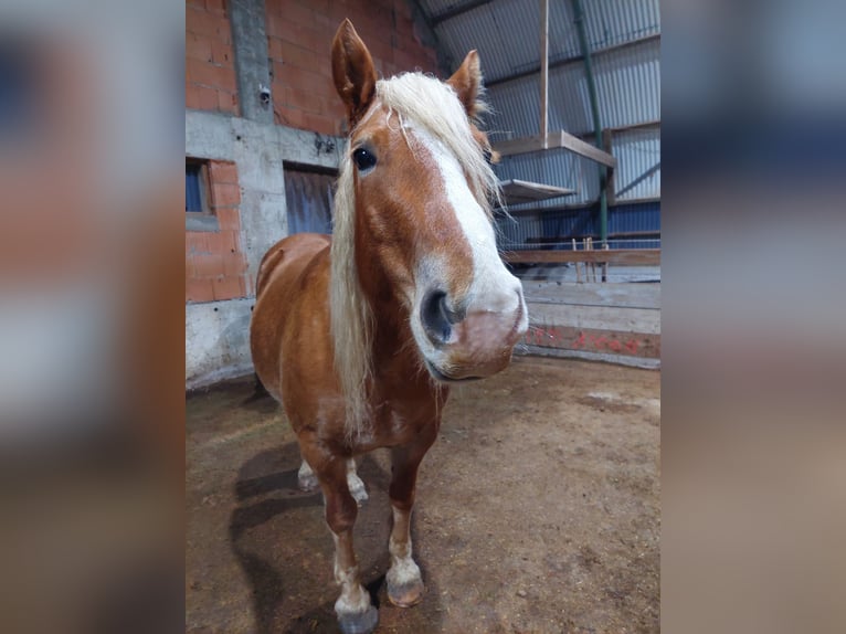 Leonhard Gelding 7 years 14,2 hh Chestnut-Red in Lettweiler