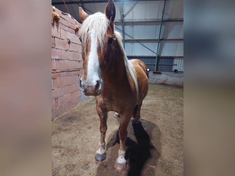 Leonhard Gelding 7 years 14,2 hh Chestnut-Red in Lettweiler