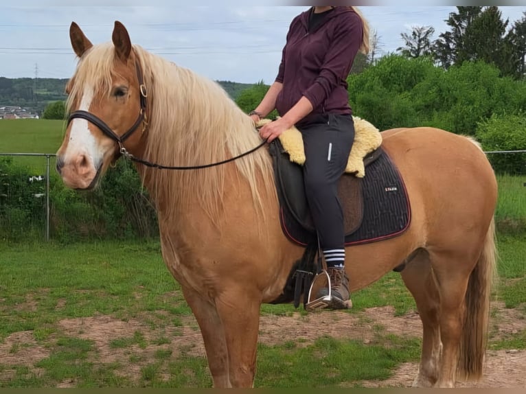 Leonhard Gelding 7 years 14,3 hh Chestnut-Red in Gangloff Leonhard Gelding 7 years 14,3 hh Chestnut-Red in Gangloff