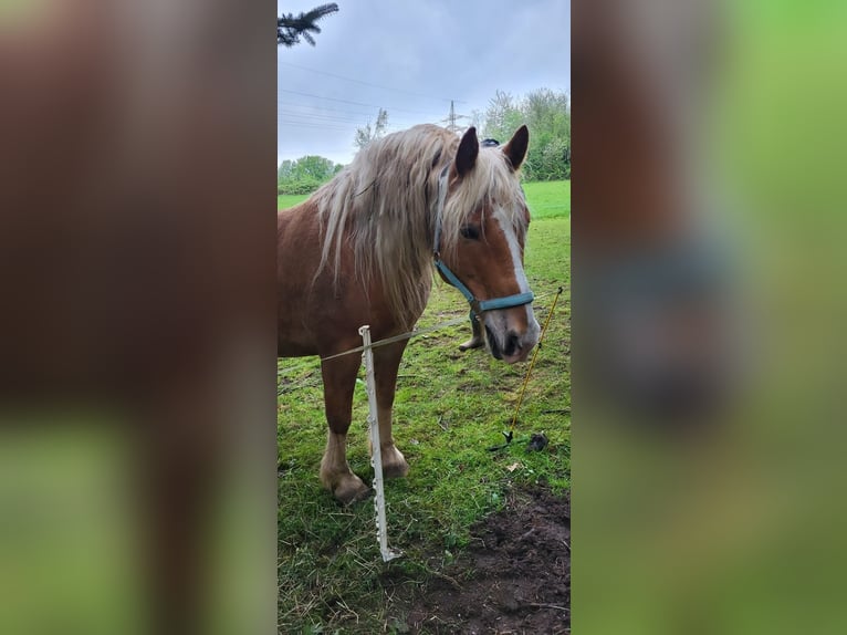 Leonhard Gelding 7 years 14,3 hh Chestnut-Red in Gangloff Leonhard Gelding 7 years 14,3 hh Chestnut-Red in Gangloff