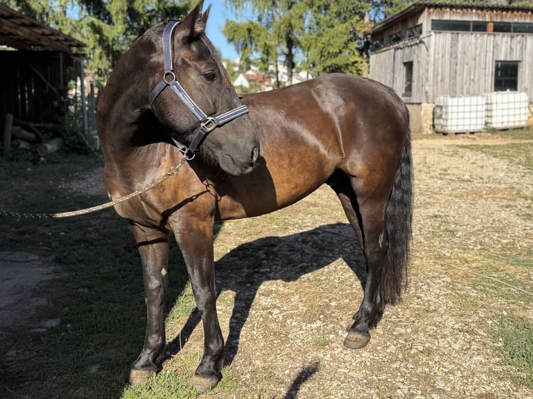 Leonhard Gelding 8 years 15.1 hh Brown in Ellingen