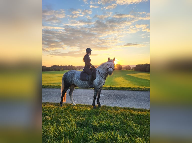 Leonhard Gelding 8 years 16.1 hh Grey-Dapple in Irsee