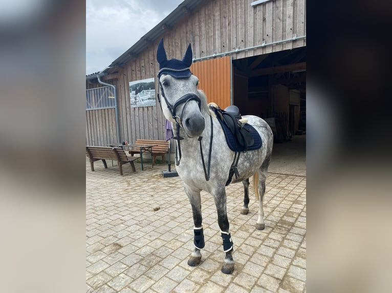 Leonhard Gelding 8 years 16.1 hh Grey-Dapple in Irsee