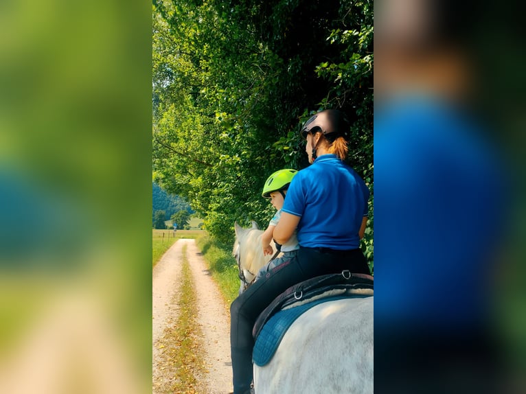 Leonhard Giumenta 12 Anni 150 cm Grigio trotinato in Bernau am Chiemsee