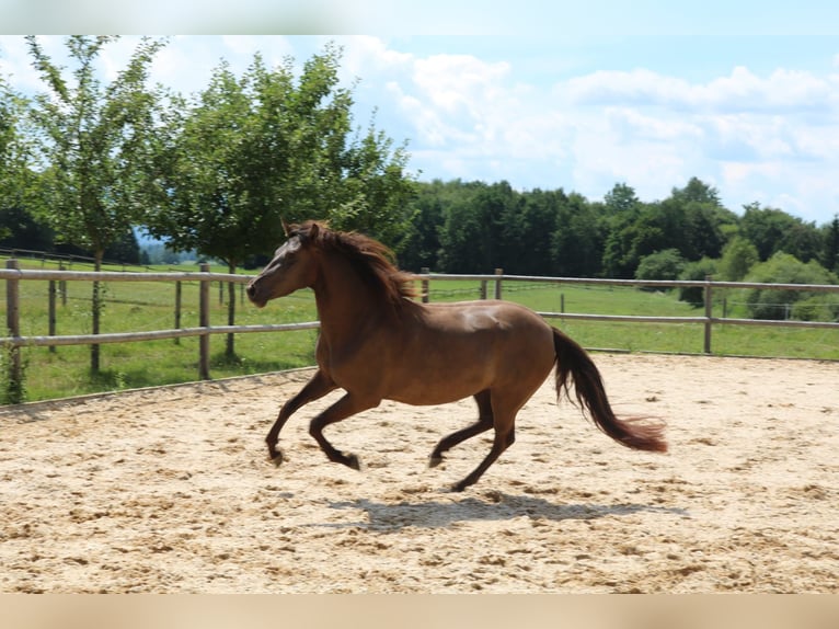 Leonhard Giumenta 3 Anni 150 cm Falbo in Grabenstätt