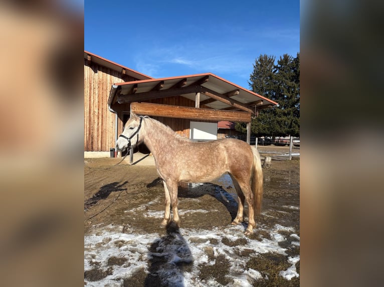 Leonhard Giumenta 3 Anni 151 cm Grigio in Grabenstätt