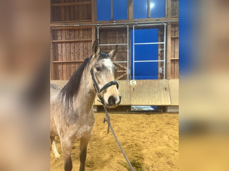 Leonhard Giumenta 3 Anni 153 cm Falbo in Grabenstätt