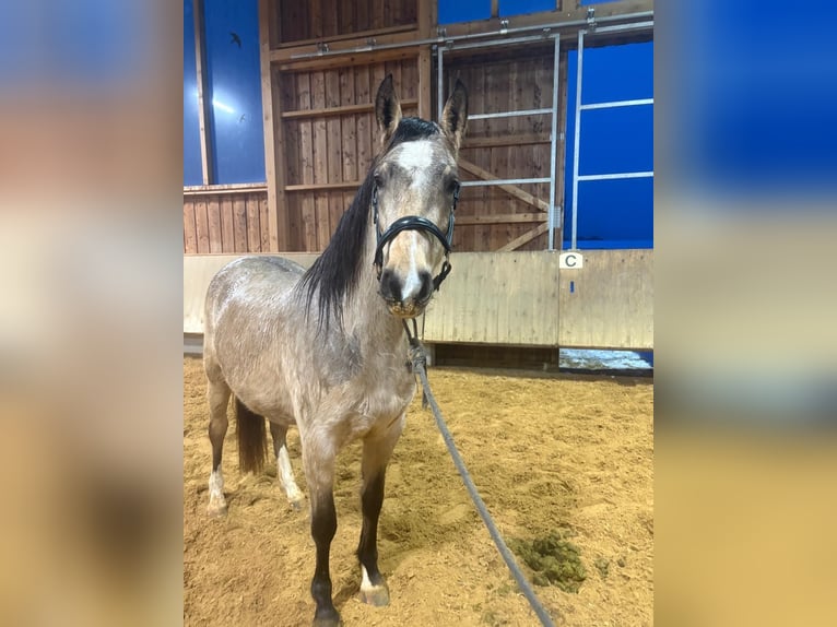 Leonhard Giumenta 3 Anni 153 cm Falbo in Grabenstätt