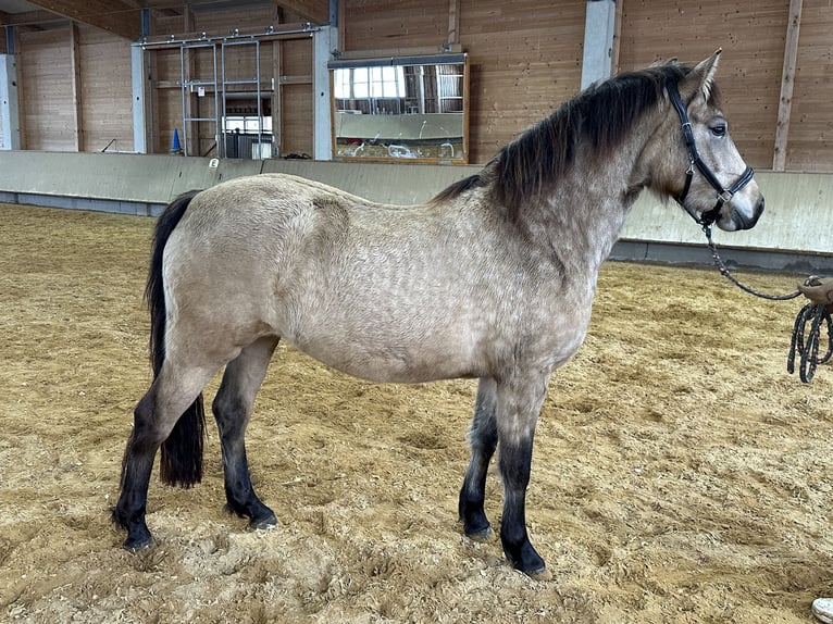 Leonhard Giumenta 3 Anni 155 cm Falbo in Grabenstätt