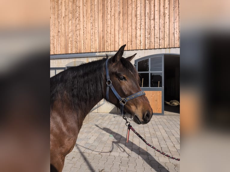 Leonhard Giumenta 3 Anni 156 cm Baio in Grabenstätt