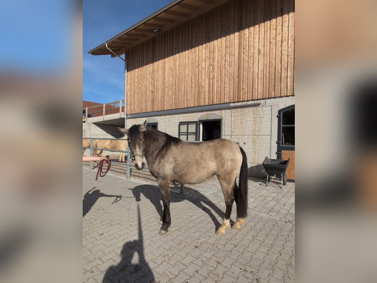 Leonhard Giumenta 3 Anni 156 cm Pelle di daino in Grabenstätt