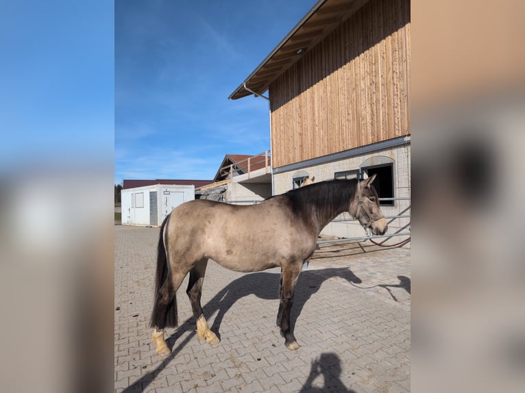 Leonhard Giumenta 3 Anni 156 cm Pelle di daino in Grabenstätt