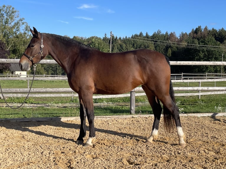 Leonhard Giumenta 3 Anni 158 cm Baio in Grabenstätt