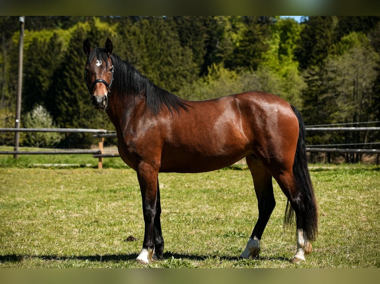 Leonhard Giumenta 3 Anni 158 cm Baio in Grabenstätt