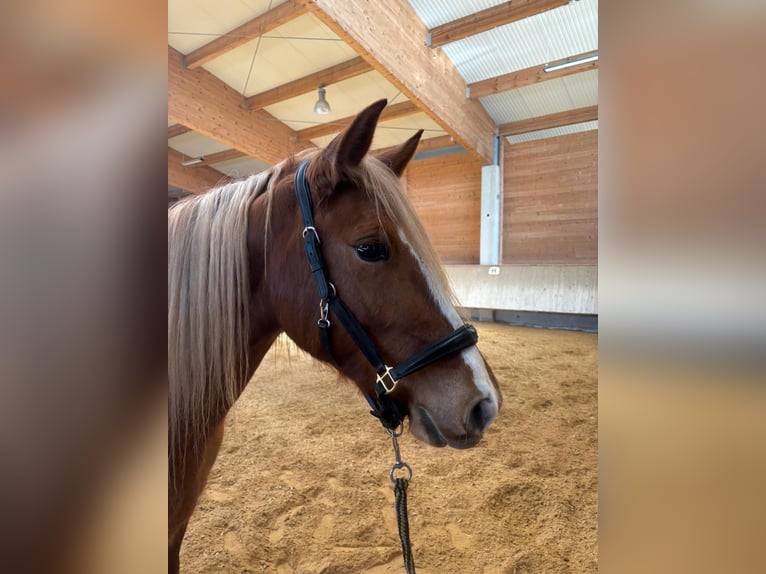 Leonhard Giumenta 4 Anni 151 cm Sauro in Grabenstätt