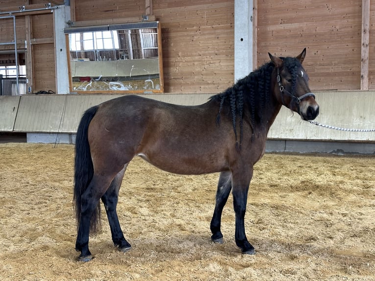 Leonhard Giumenta 4 Anni 156 cm Baio in Grabenstätt