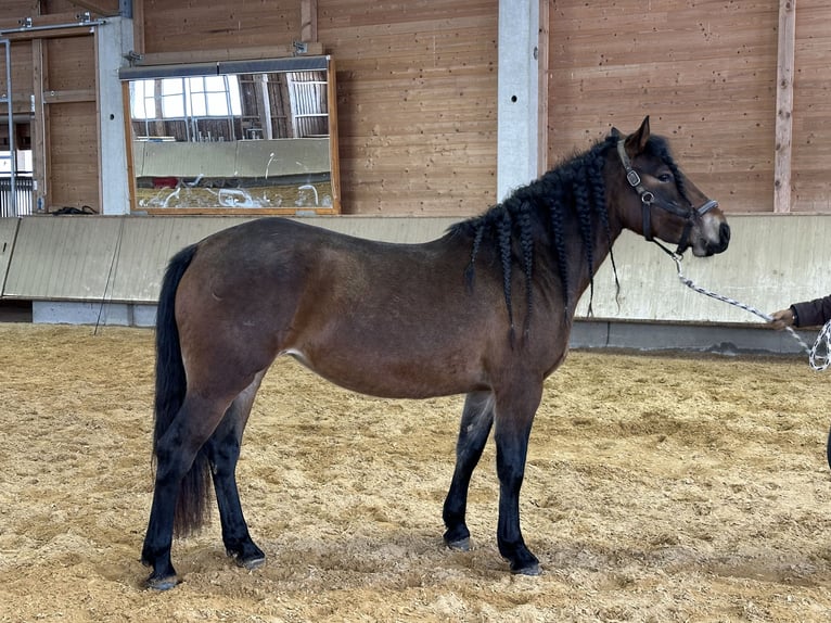 Leonhard Giumenta 4 Anni 156 cm Baio in Grabenstätt