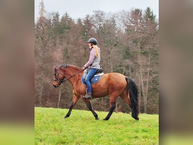 Leonhard Hongre 11 Ans 155 cm Isabelle in Hundsbach