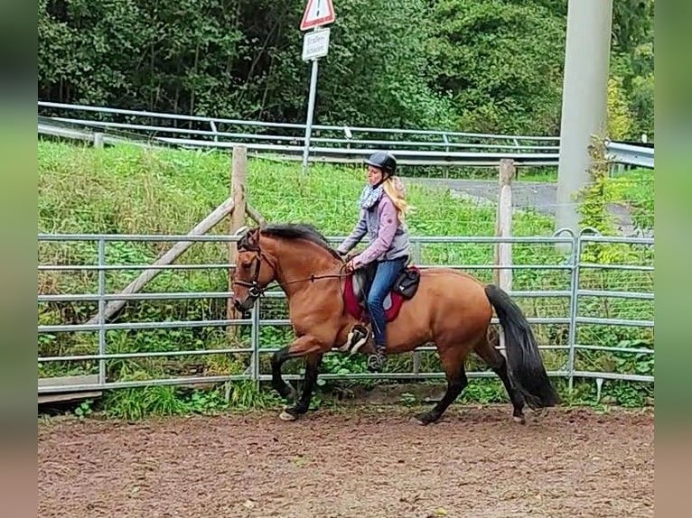 Leonhard Hongre 11 Ans 155 cm Isabelle in Hundsbach