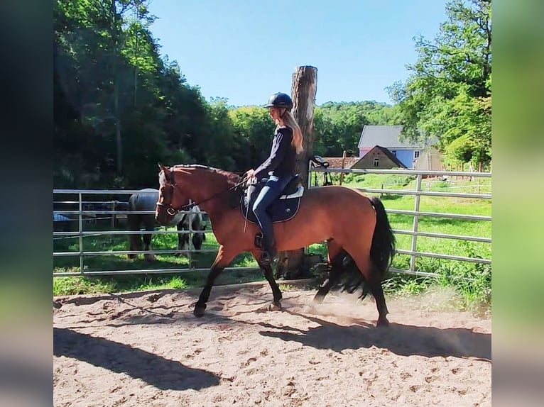 Leonhard Hongre 11 Ans 155 cm Isabelle in Hundsbach