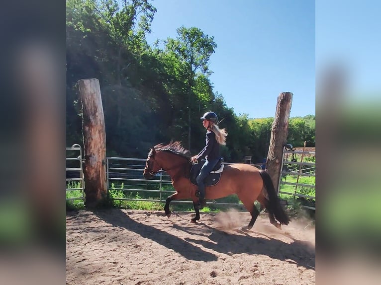 Leonhard Hongre 11 Ans 155 cm Isabelle in Hundsbach