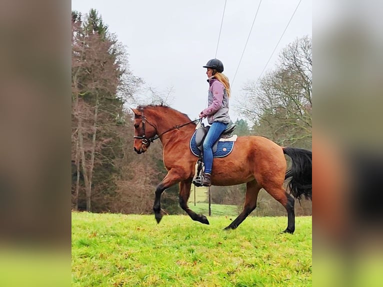 Leonhard Hongre 11 Ans 155 cm Isabelle in Hundsbach